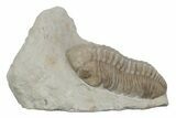 Kainops Trilobite - Black Cat Mountain, Oklahoma #362979-3